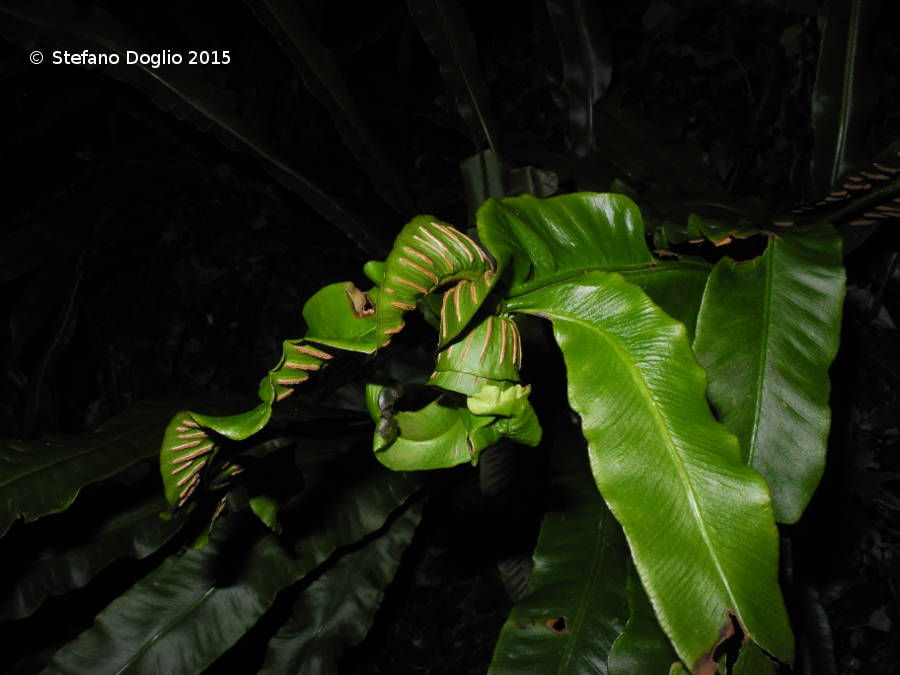 Asplenium (Phyllitis) scolopendrium 